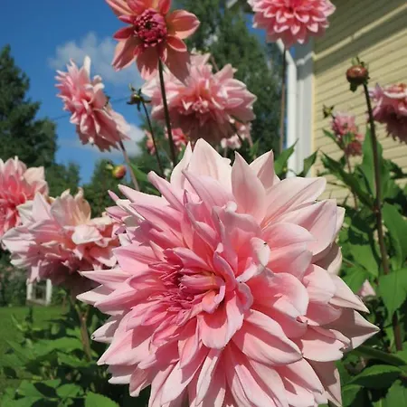 Vanha-paelsilae Lakeside Farm *