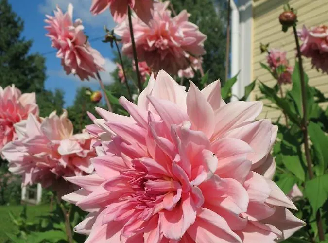 Vanha-paelsilae Lakeside Farm *